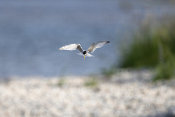 Little tern in flight