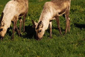 Reindeer or caribou (Rangifer tarandus) eating grass