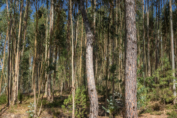 Obraz premium Parque dos Pinheiros Mansons, Oliveira do Bairro, Aveiro, Portugal.