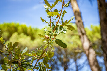 Parque dos Pinheiros Mansons, Oliveira do Bairro, Aveiro, Portugal.