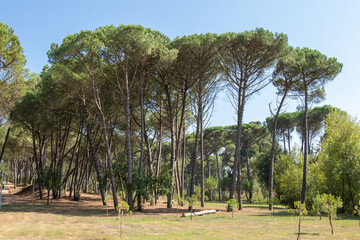 Parque dos Pinheiros Mansons, Oliveira do Bairro, Aveiro, Portugal.