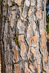 Tronco da arvore Pinheiro Manso, em Parque natural na cidade de Oliveira do Bairro