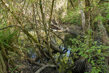 Parque dos Pinheiros Mansons, Oliveira do Bairro, Aveiro, Portugal.