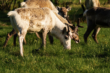 Reindeer or caribou (Rangifer tarandus) eating grass