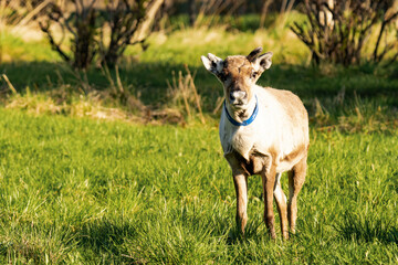 Young reindeer or caribou (Rangifer tarandus) looking straight in the camera