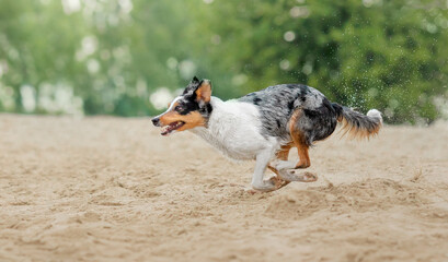 Border Collie Dog Running on Beach