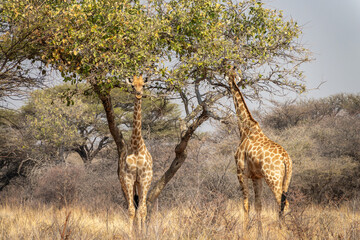 Photo of a pair of giraffes near a tree in the savanna, wildlife and game drive in Namibia, Africa © Delphotostock