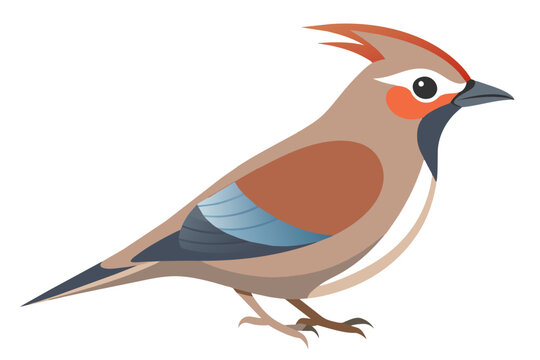 recommend clip art:  Beautiful bird bohemian waxwing vector art illustration 