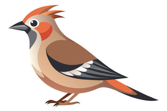 recommend clip art:  Beautiful bird bohemian waxwing vector art illustration 