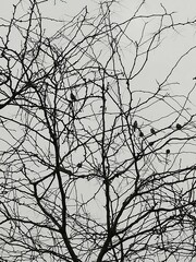 Gathering on winter tree