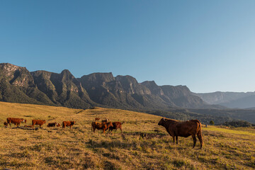 Rebanho de Vacas Salers pastando na montanha