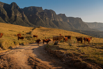 Rebanho de Vacas Salers pastando na montanha