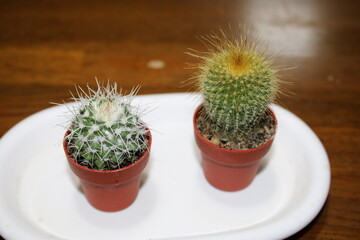 サボテン赤ちゃん。大きく育てて1ｍにしよう。
多肉植物。