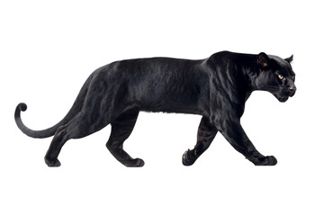 Obraz premium Elegant Black Panther Prowling Gracefully on White Background