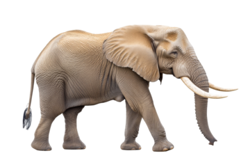 Majestic Elephant with Large Tusks Isolated on White Background