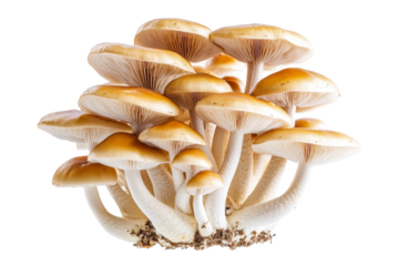 Bountiful Cluster of Wild Mushrooms on White Background - Natural Harvest and Growth Concept