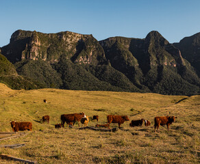Rebanho de Vacas Salers pastando na montanha