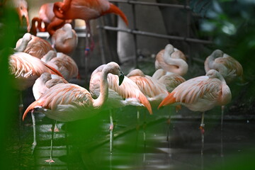 flamingo