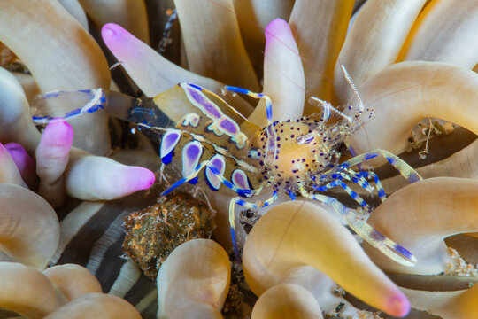 Periclimenes amethysteus shrimp. transparent shrimp. Close-up of comensal shrimp (Periclimenes amethysteus) in its anemone, &Ccedil;anakkale T&uuml;rkiye.