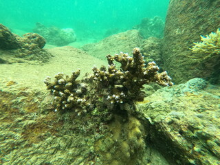 Coral, Sri Lanka