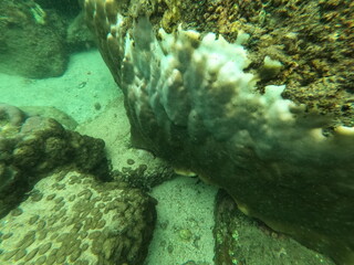 Coral, Sri Lanka