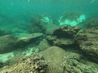 Coral, Sri Lanka