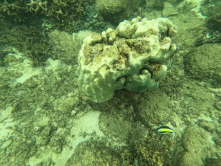 Coral, Sri Lanka © Andrea