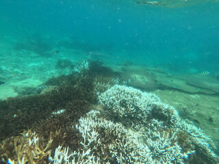 Coral, Sri Lanka