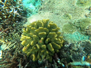 Coral, Sri Lanka
