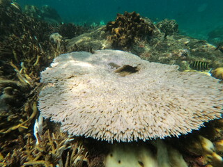 Coral, Sri Lanka