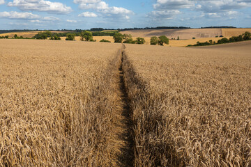 Golden wheat field with footpath going across, East Garston, Berkshire, England, United Kingdom, Europe © Bob Ransom