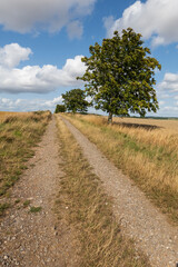 Bridleway running through wheat fields with green tree, East Garston, Berkshire, England, United Kingdom, Europe