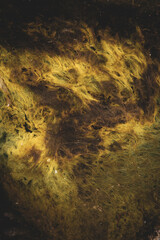 Macro photo of vibrant green moss creating a creepy, morbid texture.