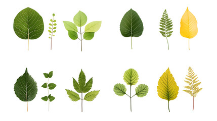 Minimalistic illustration collection of different green leaves and plants isolated on white background