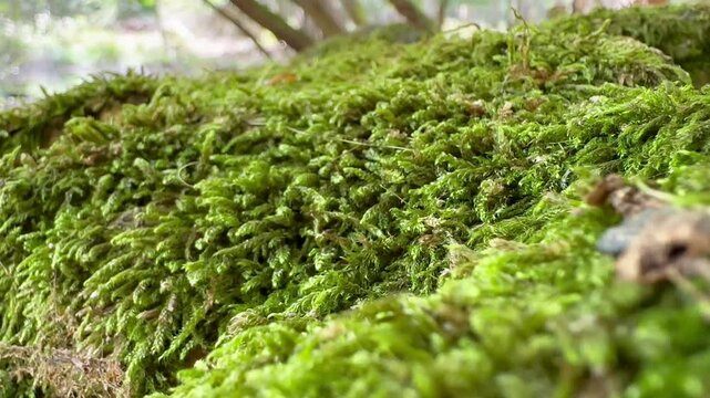 Moss in Epping Park, England