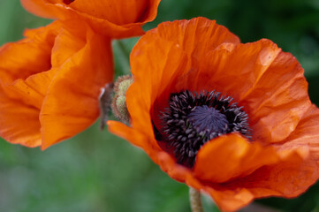 Red poppy flowers close-up. Beautiful red flowers with black middle.