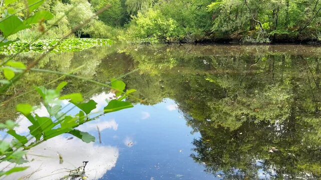 Water lily pond in Epping, England