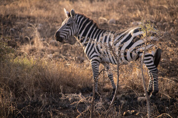Obraz premium Wild and Free: A Zebra in the Savanna