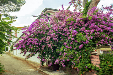 street view of judas tree flowers in the island house garden