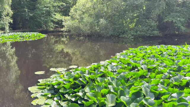 Water lily pond in Epping, England