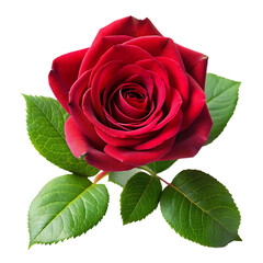 Naklejka premium Beautiful Red Rose with Green Leaves on a White Background Perfect for Romantic and Nature Themes