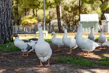 White geese graze on a green meadow in public park