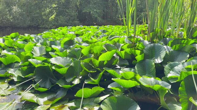 Water lily pond in Epping, England