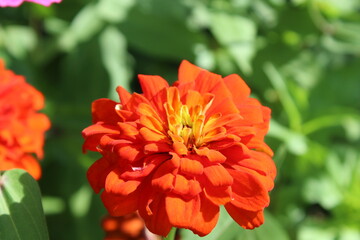 Zinnia, Old-fashioned, old maid, and Zennia elegans flowers