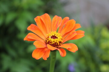 Zinnia, Old-fashioned, old maid, and Zennia elegans flowers