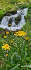Senecio madagascariensis et cascade de la vallée d'Eyne