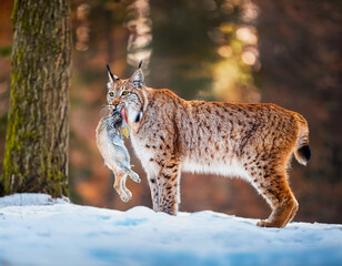 Obraz premium A lynx with a rabbit and a mouth. Close-up of a lynx with prey in its mouth