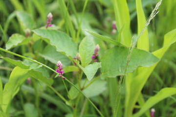 Persicaria orientalis, Kiss-me Over-the Garden Gate, False Amaranth or Prince's Feather