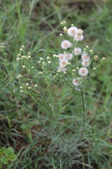 Conyza bonariensis, Flaxleaf Fleabane or hairy fleabane
