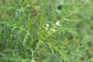 Parthenium hysterophorus, Santa Maria feverfew,whitetop weed or famine weed